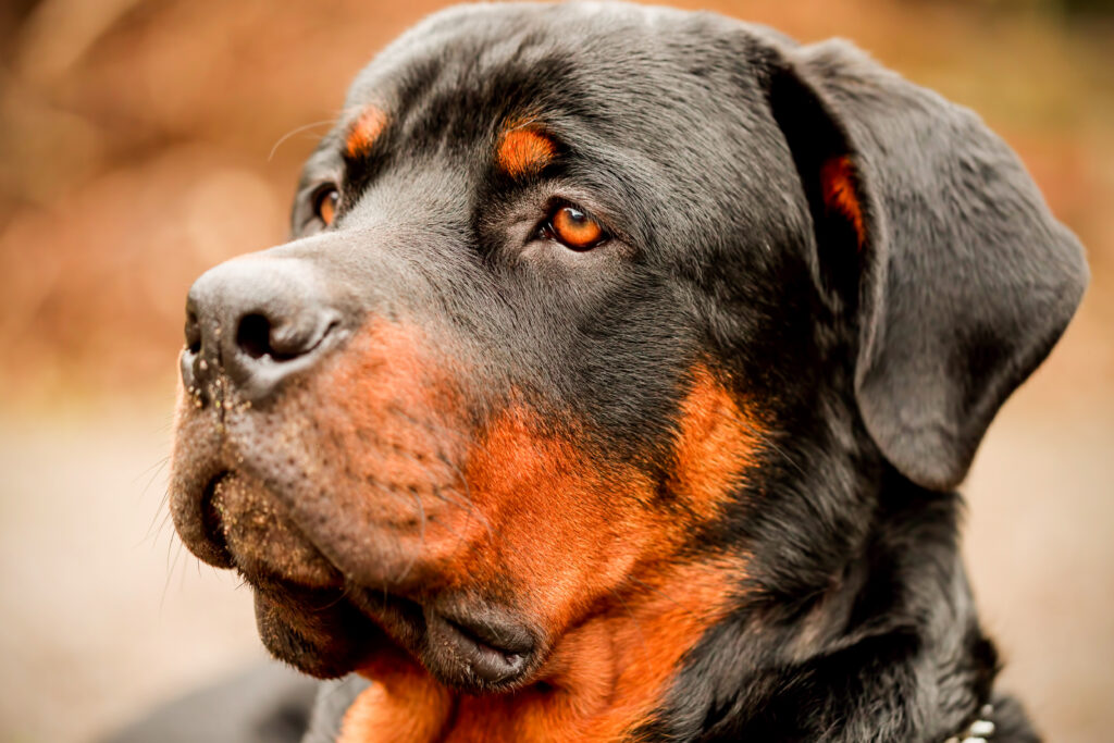 dog bite rates are higher in rottweilers 