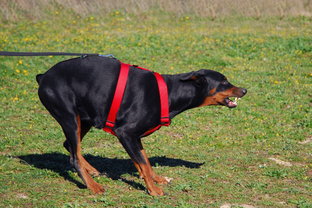 California Leash Law - puede ayudar a evitar que los perros grandes como este perro de ataque