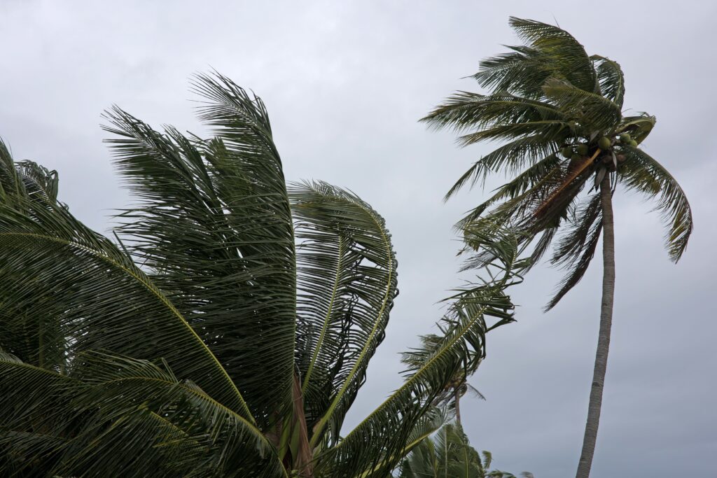 El temporal de viento en el sur de California puede derribar árboles