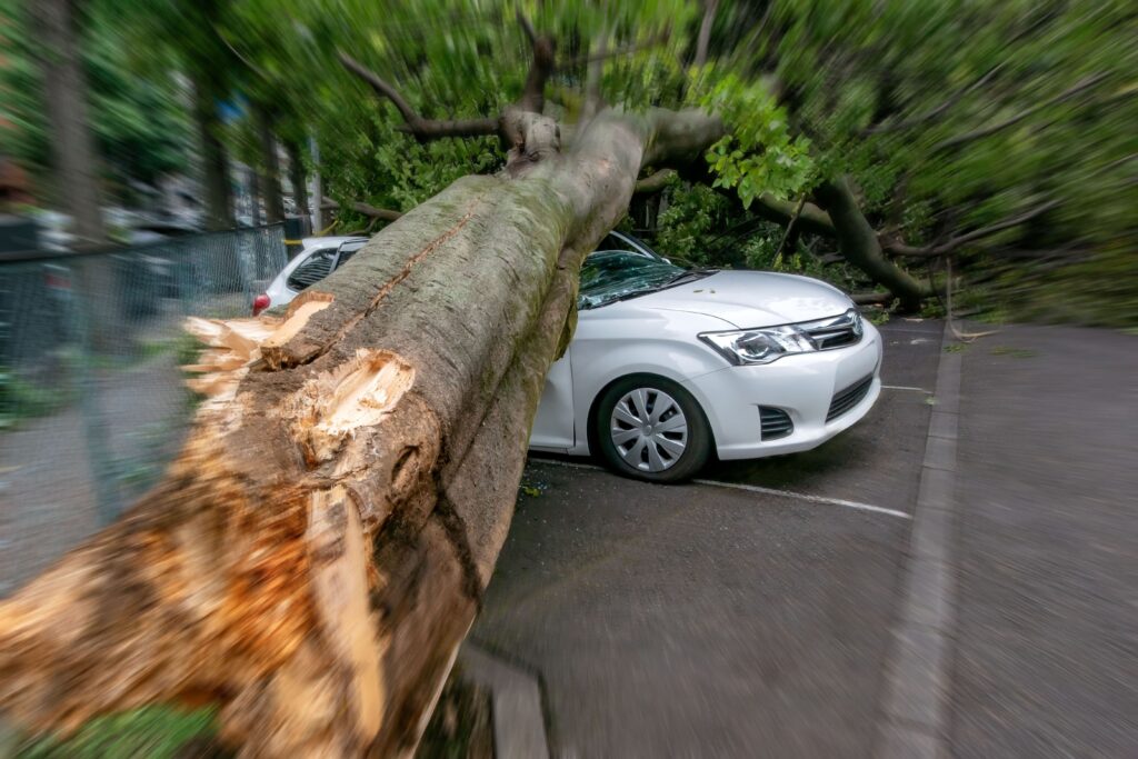 Árbol caído sobre un coche - un vendaval en el sur de california puede provocar daños y lesiones